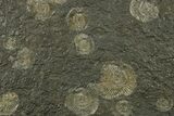 Fossil Ammonite Cluster - Posidonia Shale, Germany #383720-1